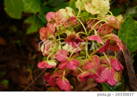 秋色アジサイ 20330837