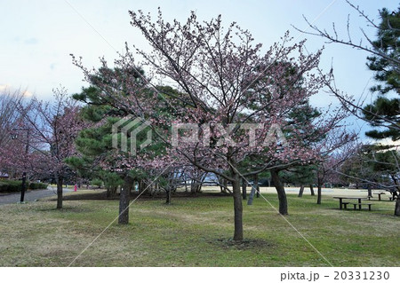 寒桜 寒桜 20331230