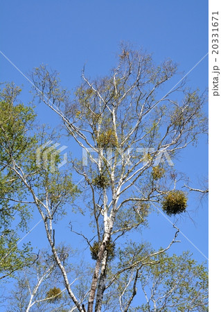 新緑の白樺と宿り木 新緑の白樺と宿り木 20331671