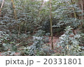 雑木林 20331801