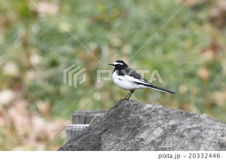 セグロセキレイ 20332446