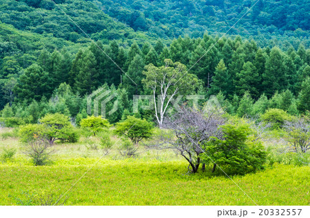 日光・小田代ヶ原の貴婦人（栃木県の風景） 20332557