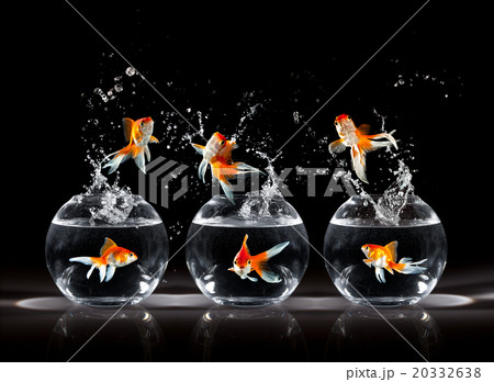 Goldfishs jumps 20332638