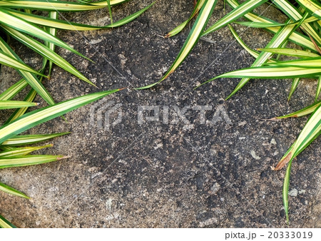 Stone on The Garden with Chlorophytum Comosum 20333019