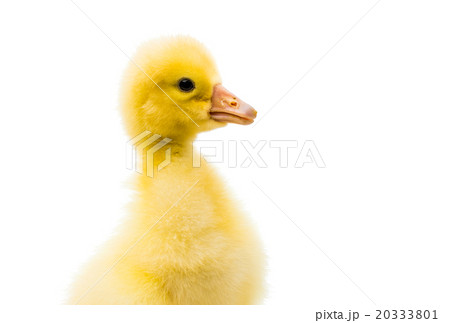 little duckling little duckling 20333801