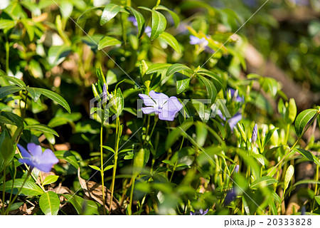 periwinkle growing in the forest in spring 20333828