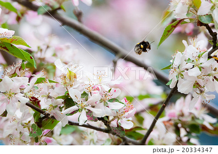 Bumblebee on apple tree flower Bumblebee on apple tree flower 20334347