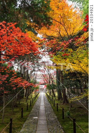 秋の鹿王院 20334921