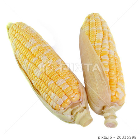 corn on white background 20335598