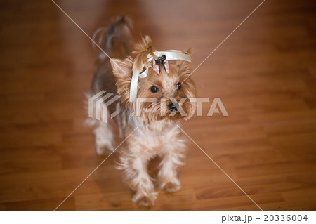 little dog  20336004