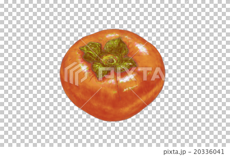 Jiro persimmon 20336041