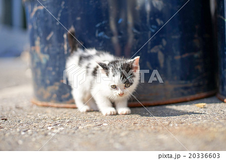 猫の楽園「田代島」迷子の子ネコ(ΦωΦ) 20336603