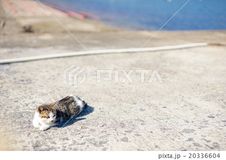 猫の楽園「田代島」仁斗田港で船の帰りを待つネコ(ΦωΦ) 20336604