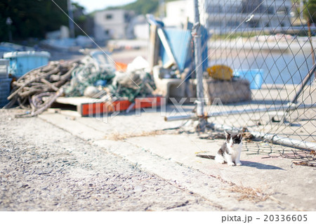 猫の楽園「田代島」船着き場の子ネコ(ΦωΦ) 猫の楽園「田代島」船着き場の子ネコ(ΦωΦ) 20336605