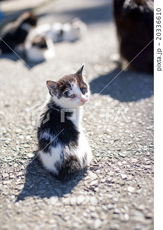 猫の楽園「田代島」振り返る子ネコ(ΦωΦ) 猫の楽園「田代島」振り返る子ネコ(ΦωΦ) 20336610