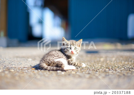 猫の楽園「田代島」ネコの島(ΦωΦ)軒下でのんびりする子ネコ 20337188