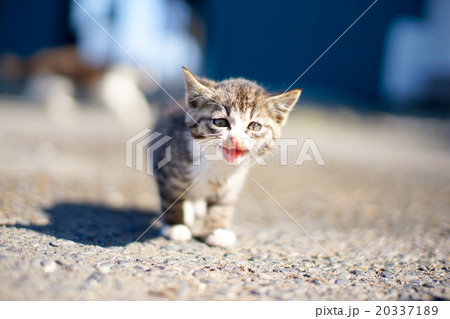 猫の楽園「田代島」ネコの島(ΦωΦ)お母さんを探す甘えん坊の子ネコ 猫の楽園「田代島」ネコの島(ΦωΦ)お母さんを探す甘えん坊の子ネコ 20337189