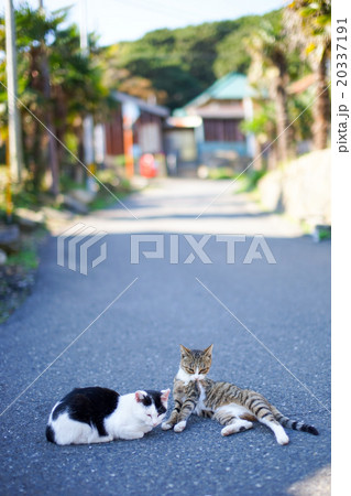 猫の楽園「田代島」ネコの島(ΦωΦ)のんびり暮らす猫島のネコたち 猫の楽園「田代島」ネコの島(ΦωΦ)のんびり暮らす猫島のネコたち 20337191