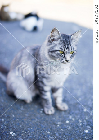 猫の楽園「田代島」猫島(ΦωΦ)凛々しい表情のネコ 猫の楽園「田代島」猫島(ΦωΦ)凛々しい表情のネコ 20337192