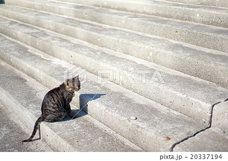 猫の楽園 田代島 ネコの島 Fwf 階段の野良猫の写真素材