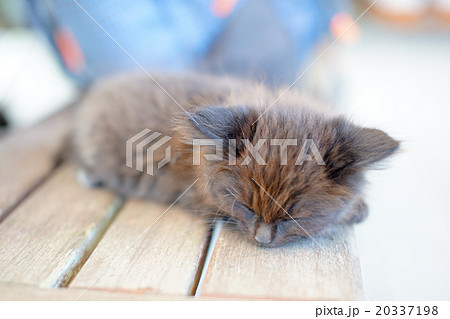 猫の楽園 田代島 ネコの島 Fwf スヤスヤ眠る子猫の写真素材