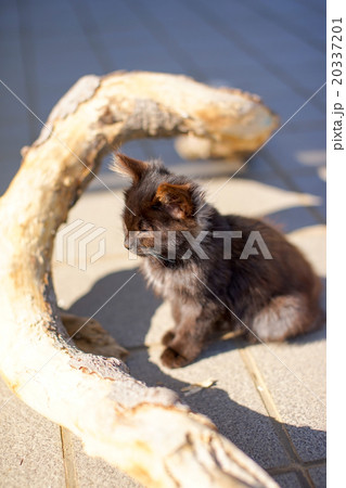 猫の楽園「田代島」ネコの島(ΦωΦ)一人ぼっちのねこ 20337201