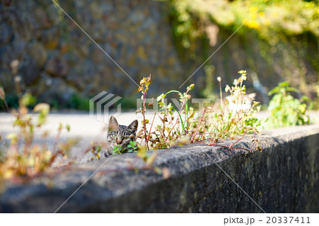猫の楽園「田代島」ネコの島(ΦωΦ)かくれんぼねこ 猫の楽園「田代島」ネコの島(ΦωΦ)かくれんぼねこ 20337411