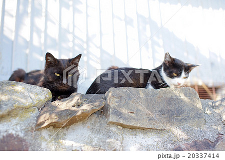 猫の楽園「田代島」ネコの島(ΦωΦ)仲良し 猫の楽園「田代島」ネコの島(ΦωΦ)仲良し 20337414