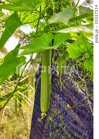 Trichosanthes - serpentine cucumber in Maldives . Trichosanthes - serpentine cucumber in Maldives . 20337514