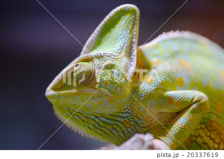 エボシカメレオン　カメレオン　Chamaeleo calyptratus 20337619