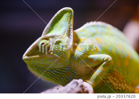 エボシカメレオン　カメレオン　Chamaeleo calyptratus 20337620