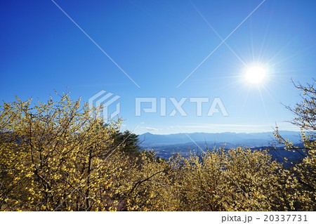 ロウバイ ロウバイ 20337731