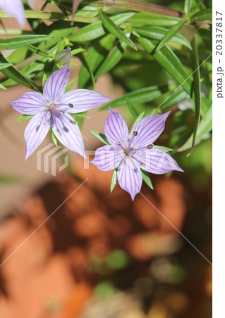 ムラサキセンブリ 20337817