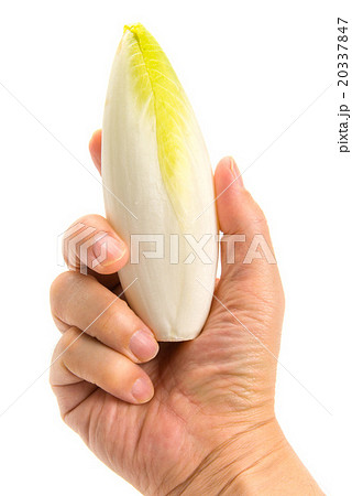 チコリを持つ手 チコリを持つ手 20337847