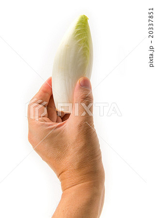 チコリを持つ手 チコリを持つ手 20337851