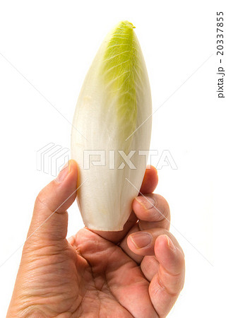 チコリを持つ手 20337855