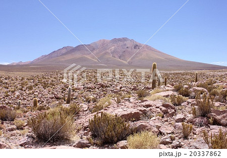 南米チリ北部のアンデス山麓アタカマ高地、岩の斜面に群生するサボテン
