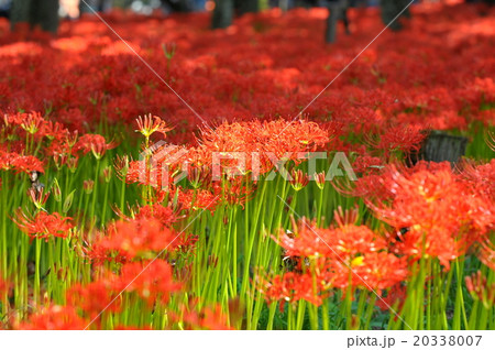 曼珠沙華 20338007
