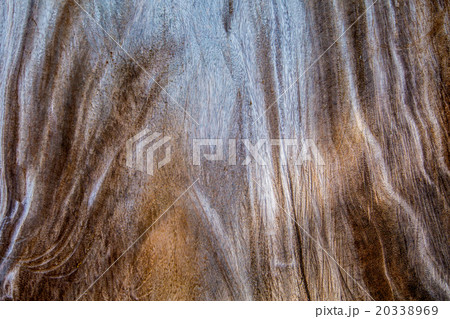 Surface of wood background. or timber background. 20338969
