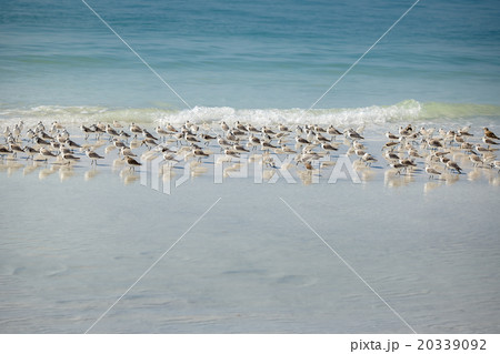 Sandpiper flock at a winter Siesta Key beach in 20339092
