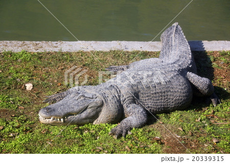 alligator alligator 20339315