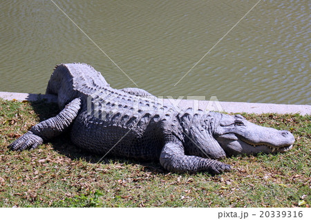 alligator alligator 20339316