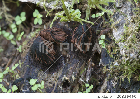 Stemonitis fusca on an old fallen tree 20339460