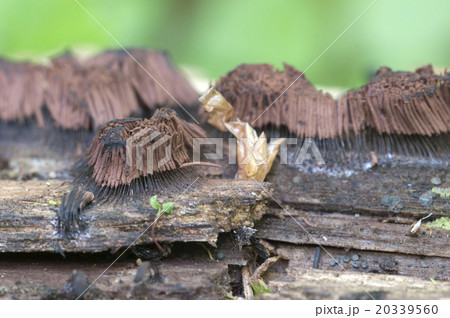 Stemonitis fusca on an old fallen tree, macro shot 20339560