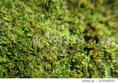 green moss macro 20340092