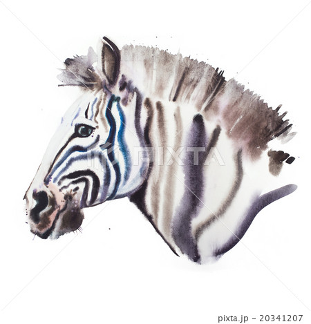 Hand drawn watercolor illustration portrait of Hand drawn watercolor illustration portrait of 20341207