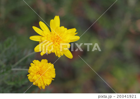 八重咲きユリオプスデージーの花と雨雫の写真素材