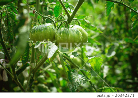 Fresh green tomatoes in the garden Fresh green tomatoes in the garden 20342271