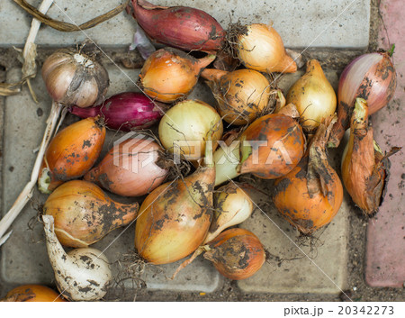 Natural onions is drying outside 20342273