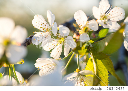 cherry tree flowers blooming in the spring 20342423